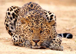 prestations - animaux - leopard avec crealys.fr