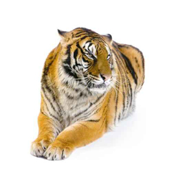 prestations - animaux - tigre avec crealys.fr
