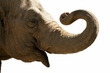location d'éléphant - louez un elephant avec Crealys