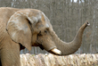 Elephants : location d'elephants avec crealys