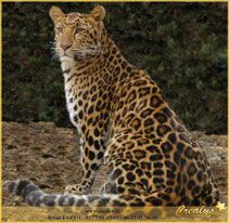 leopard crealys