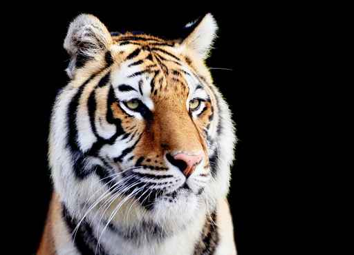 Tigres : location de tigre avec crealys