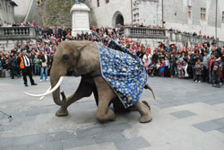  parade - elephant - 