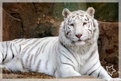 Tigres : location de tigre avec crealys