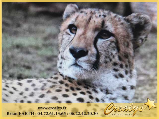 guepard1.jpg