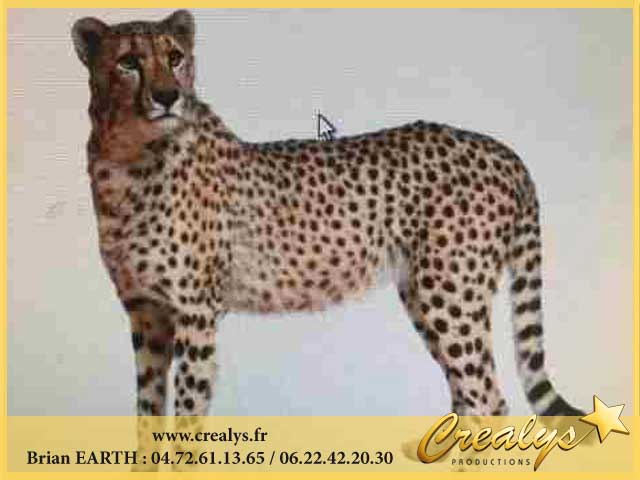 guepard2.jpg