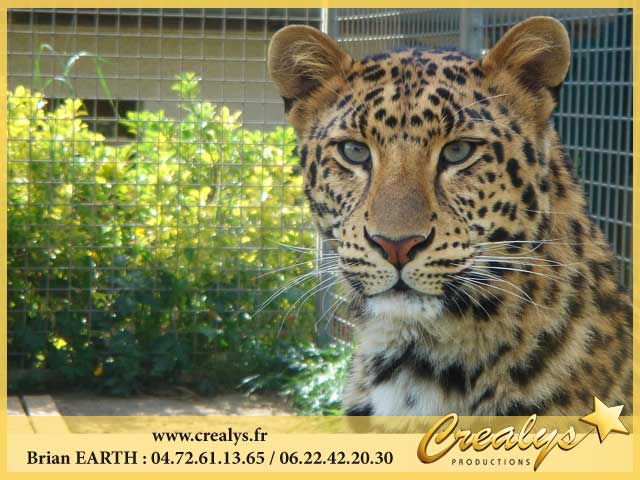 Photo leopards1
