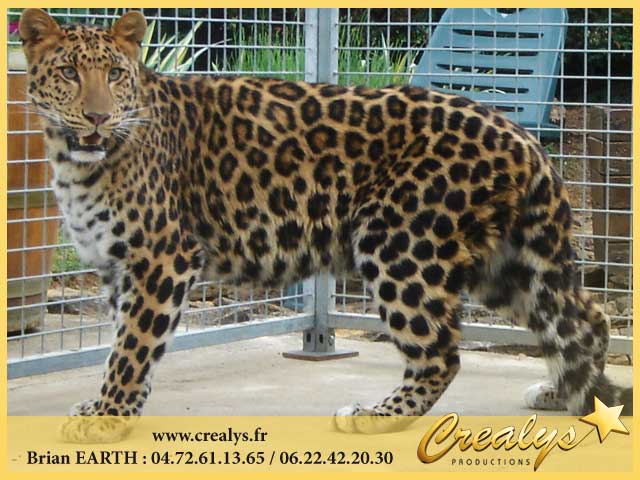 Photo leopards8