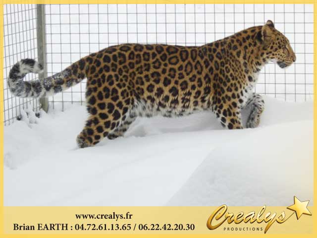 Photo leopards9