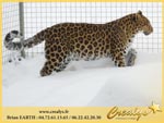 leopards9.jpg