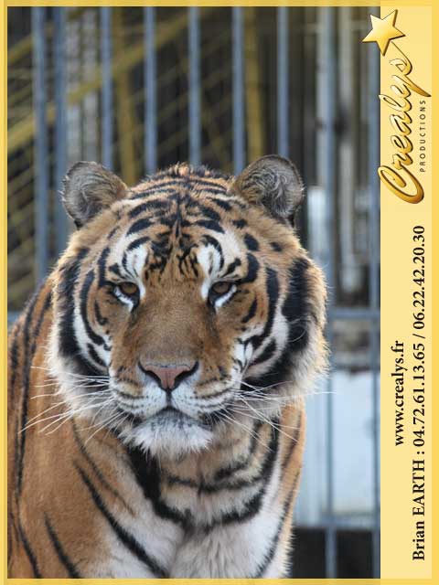 tigres7.jpg