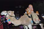 Prestations dromadaires chameaux