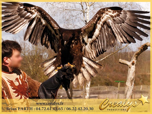 oiseaux aigles crealys